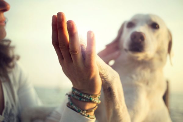 emotional-support-animals-for-anxiety-5-faqs