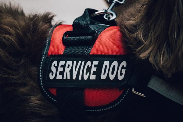 What is the Difference Between a Service Animal and an ESA?