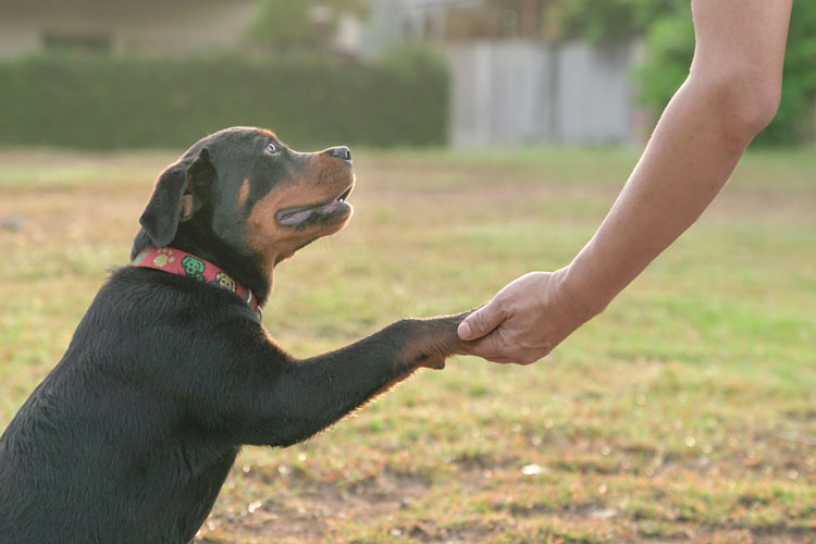 Service Dogs