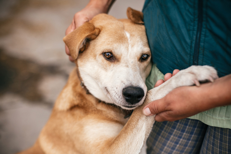 Registering Your Support Animal